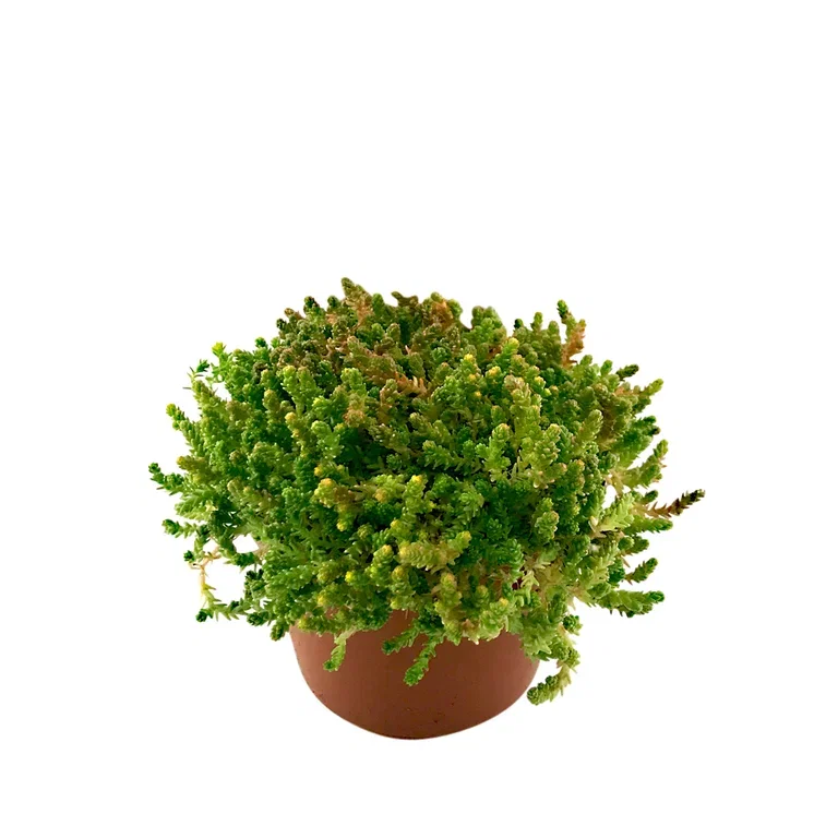 Sedum 12cm