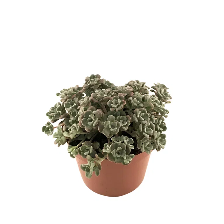 Sedum 12cm