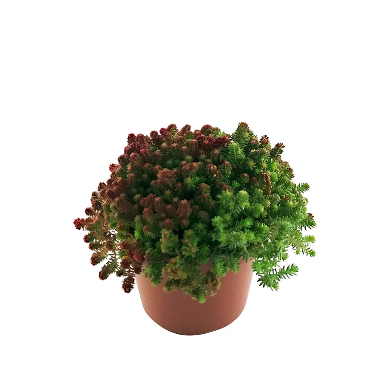 Sedum 12cm
