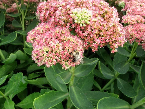 Hylotelephium 'Herbstfreude' 17cm