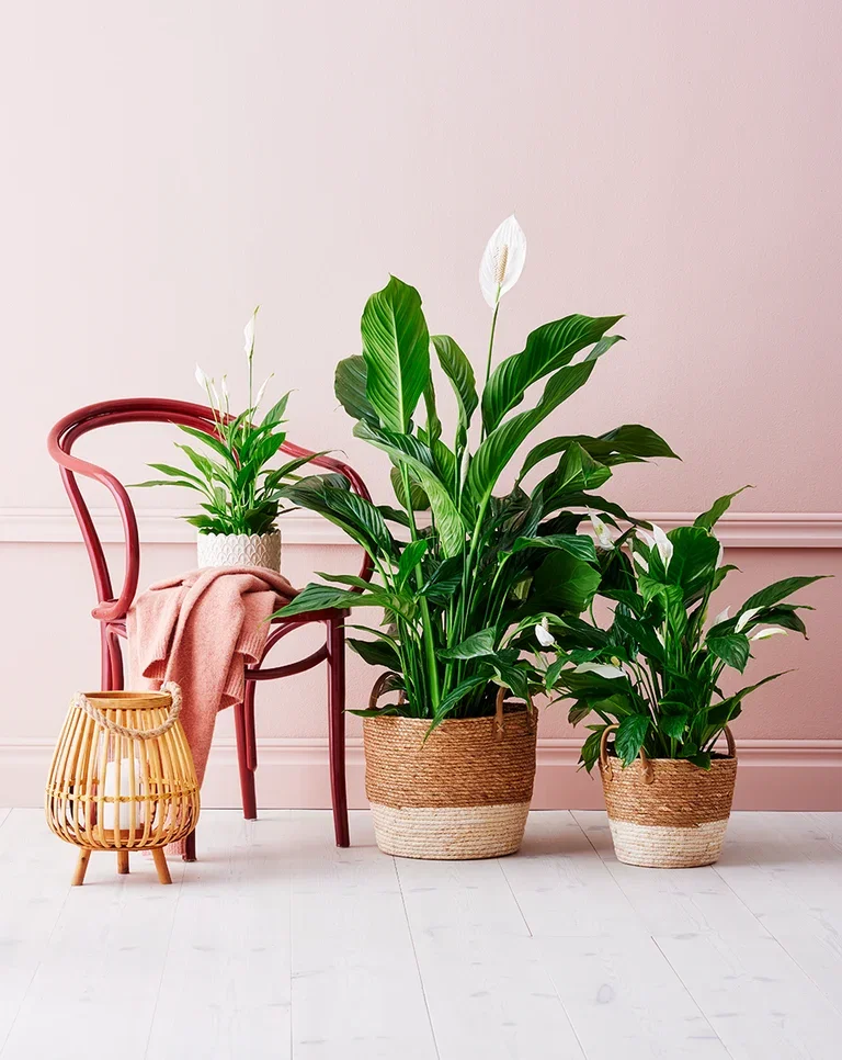 Spathiphyllum 'Sweet Lauretta'