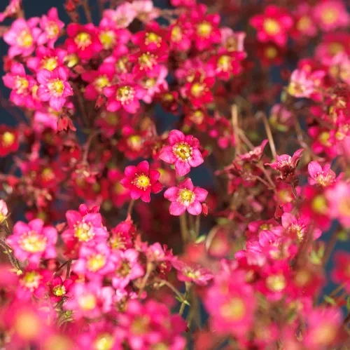Saxifraga x arendsii 17cm
