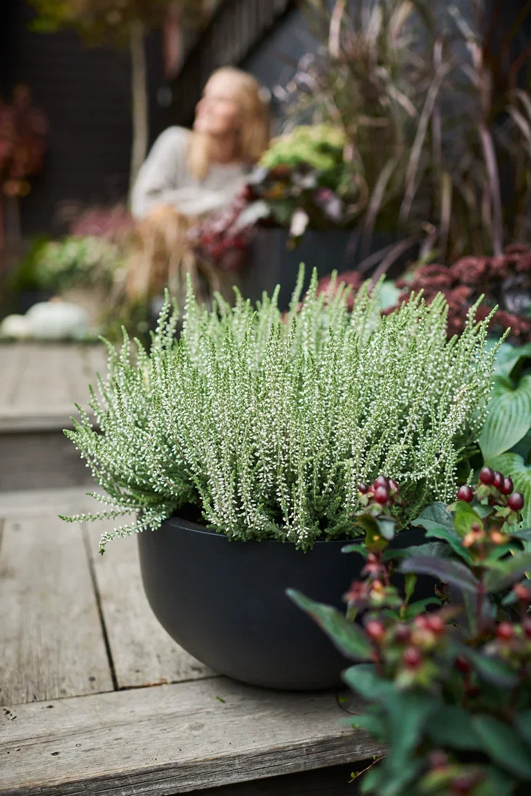 All N. Calluna White 12 cm