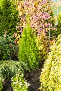 Thuja occidentalis Golden Smaragd 25-30cm 17cm