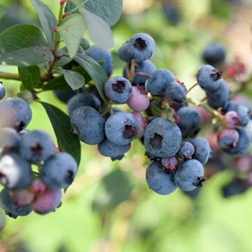 Vaccinium corymbosum 'Polaris' 30-40 17cm