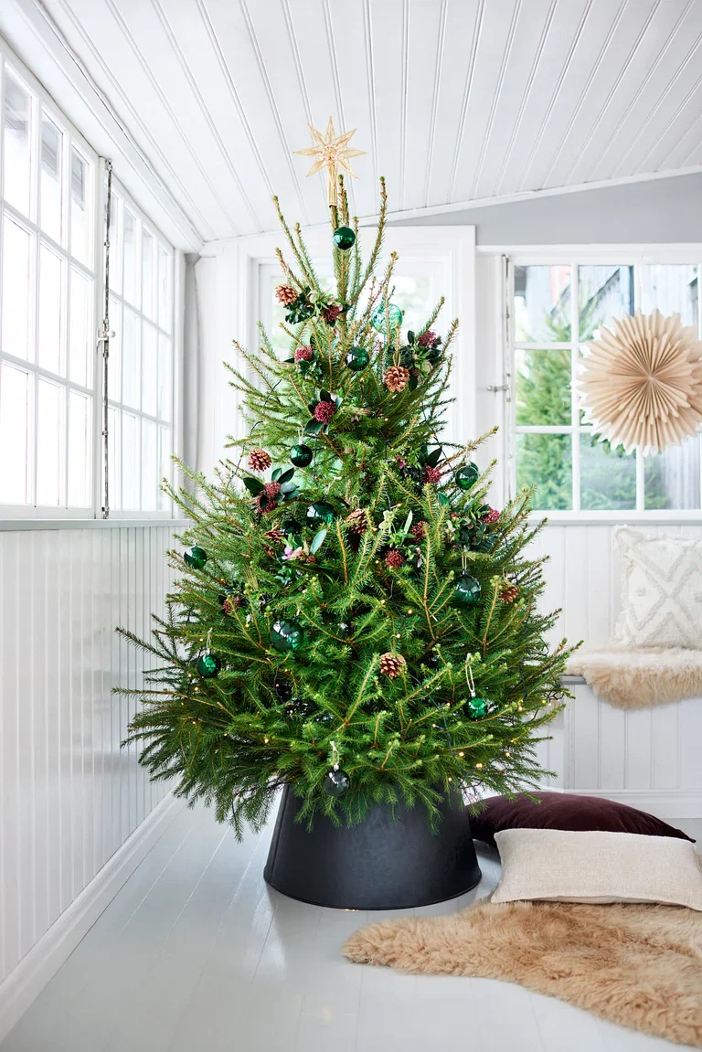 Picea abies 160-190 cm