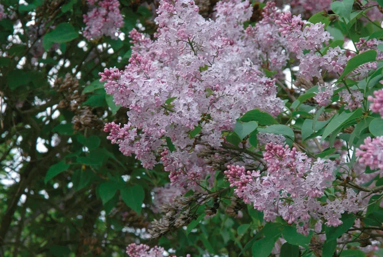 Syringa vulgaris 3L