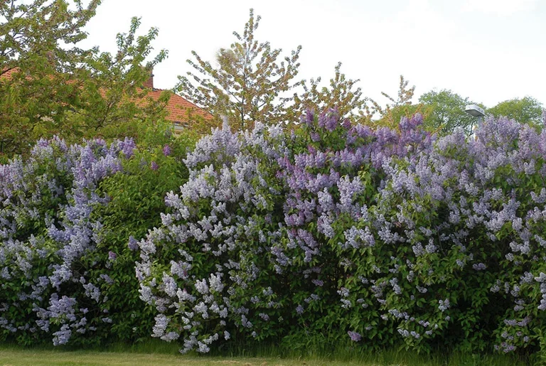 Syringa vulgaris 3L