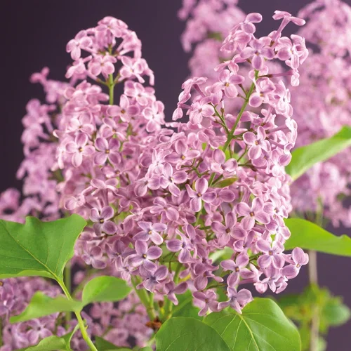 Syringa vulgaris 3L