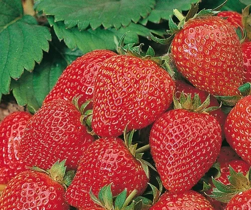 Jordgubbar 'Korona'