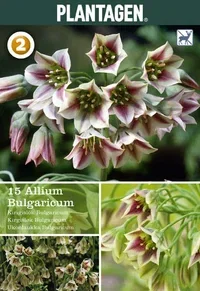 Allium Bulgaricum 8/  pink