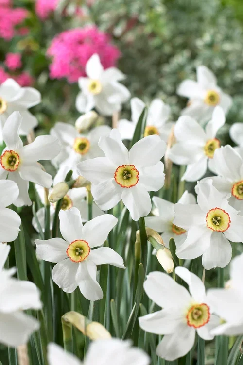 Narcissus Recurves 12/14 white