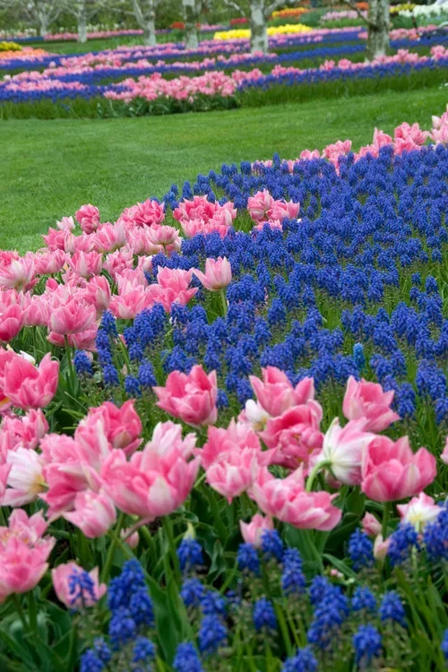 Perfect Match 7 Tulipa/Musc  c