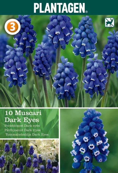 Misc. Muscari Dark Eyes 6/  pu