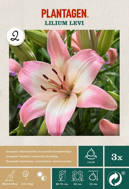 Lilium Asiatic Levi