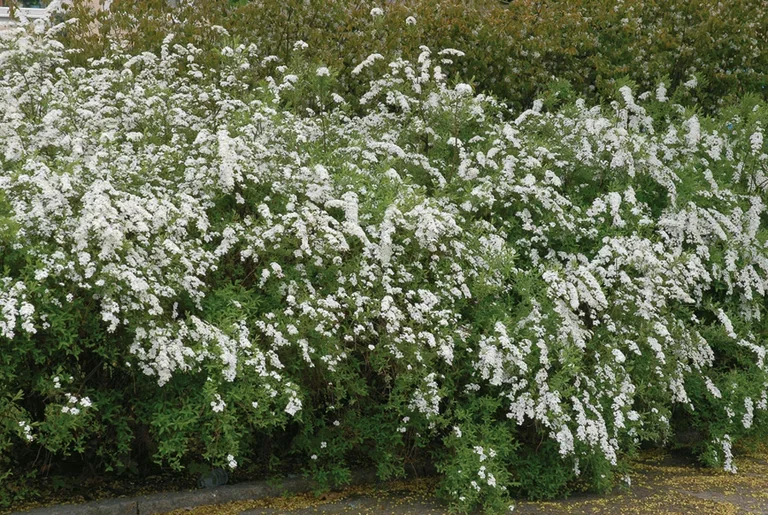Spiraea x cinerea 'Grefsheim' 3L
