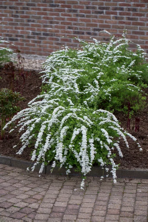 Spiraea x cinerea 'Grefsheim' 3L