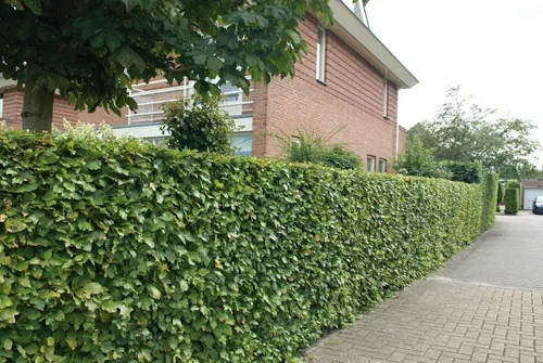 Fagus sylvatica 2L