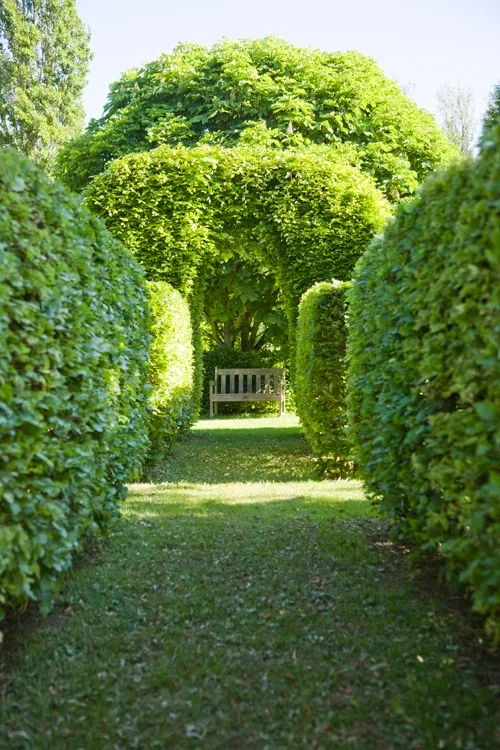 Fagus sylvatica 2L