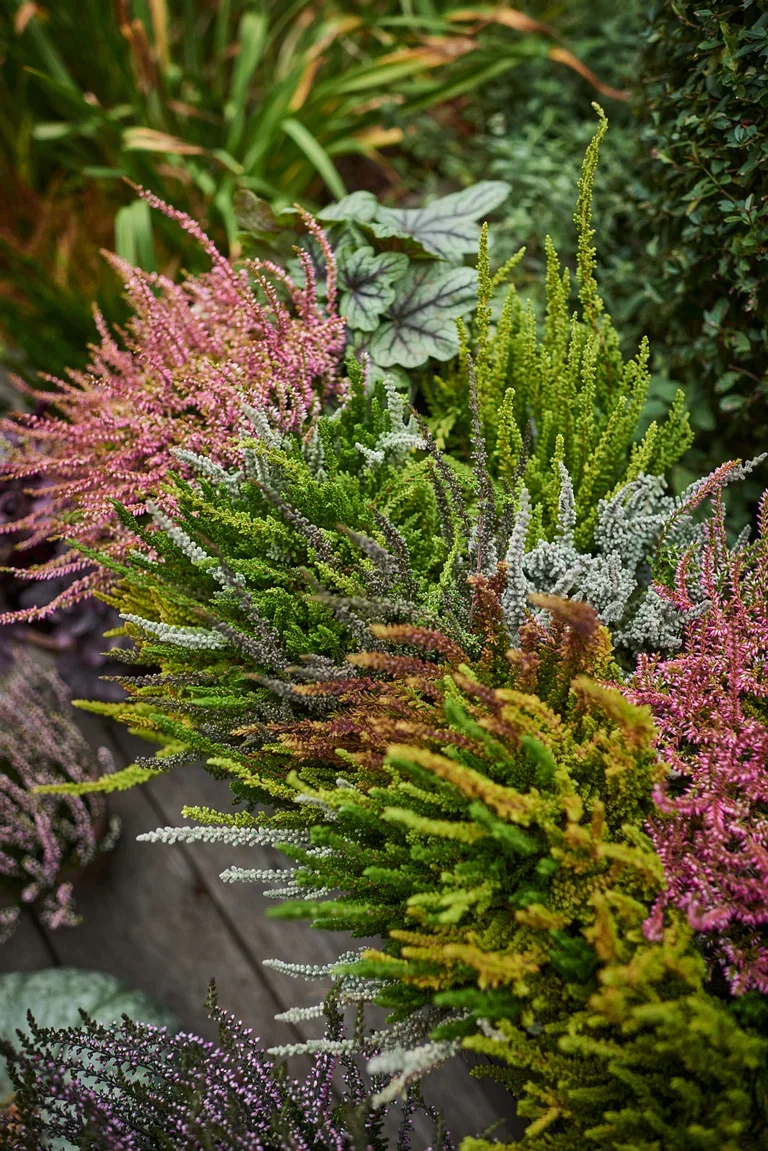 All N. Calluna 'Zeta' 12 cm