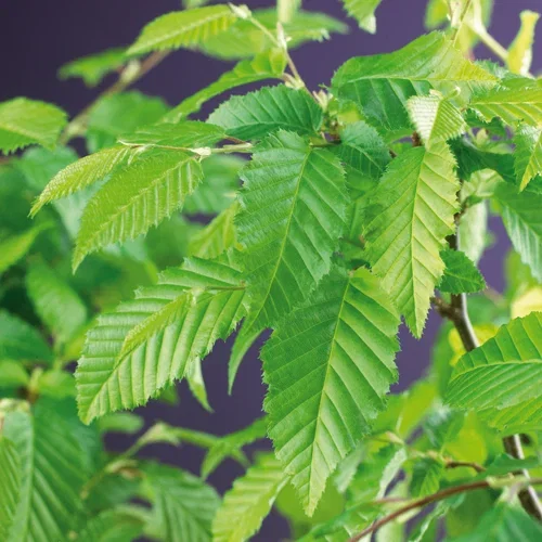Carpinus betulus 40-60cm 2L