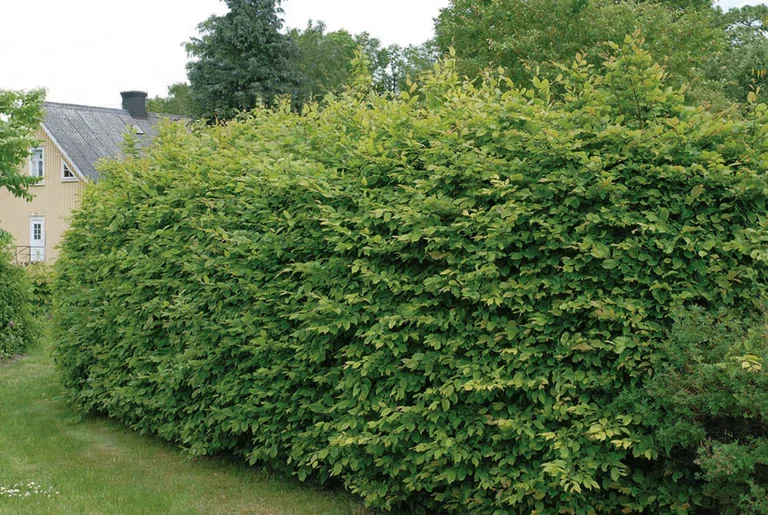 Carpinus betulus 40-60cm 2L