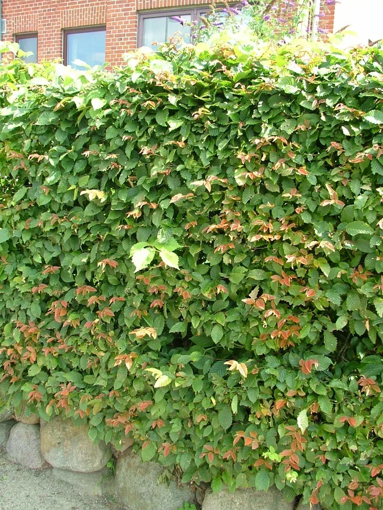 Carpinus betulus 40-60cm 2L