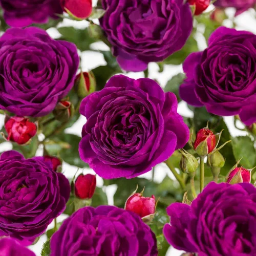Rosa (Floribunda Group) MINERVA 23cm