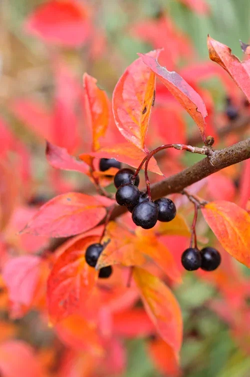 Cotoneaster lucidus 4,5L