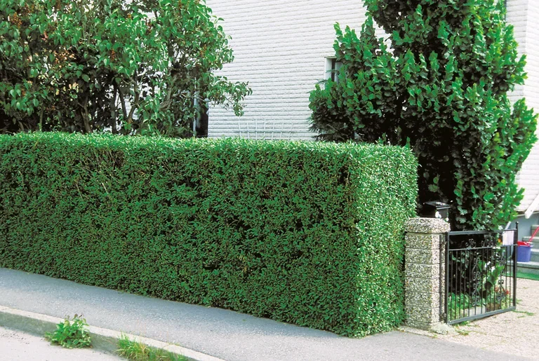 Ligustrum vulgare var. italicum 'Atrovirens' 4,5L
