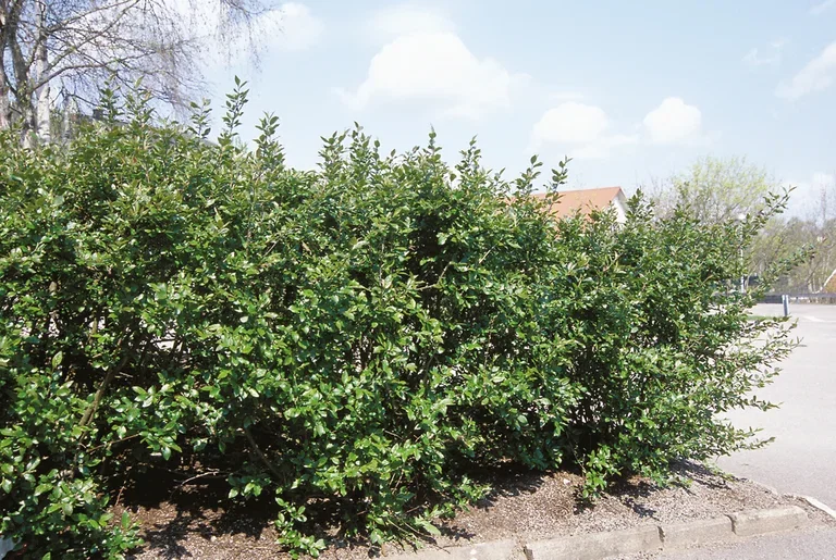 Cotoneaster lucidus 4,5L