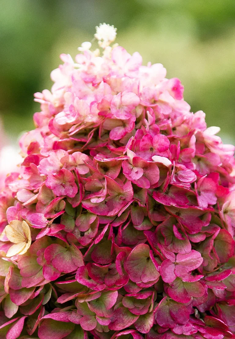 Hydrangea paniculata LIVING PINKY PROMISE® 23cm