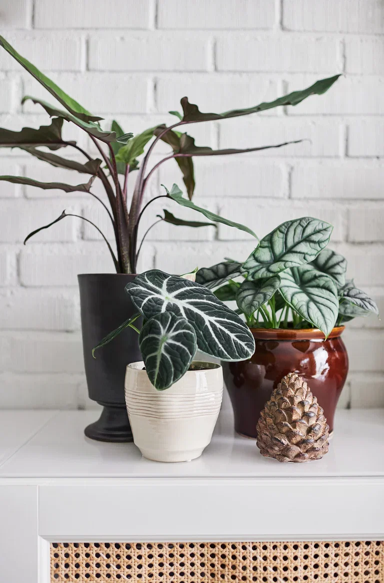 Alocasia 'Black Velvet' 11 cm