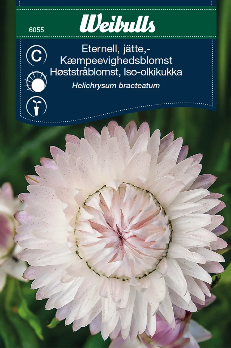 Helichrysum bracteatum
