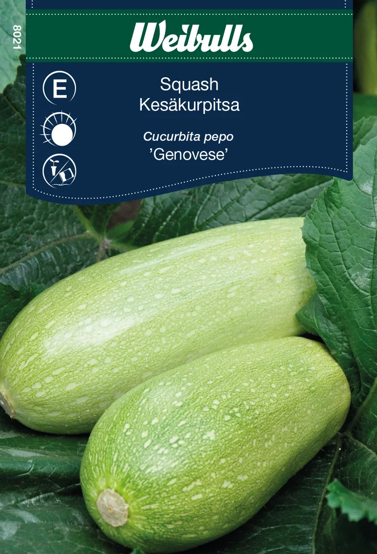 Cucurbita pepo