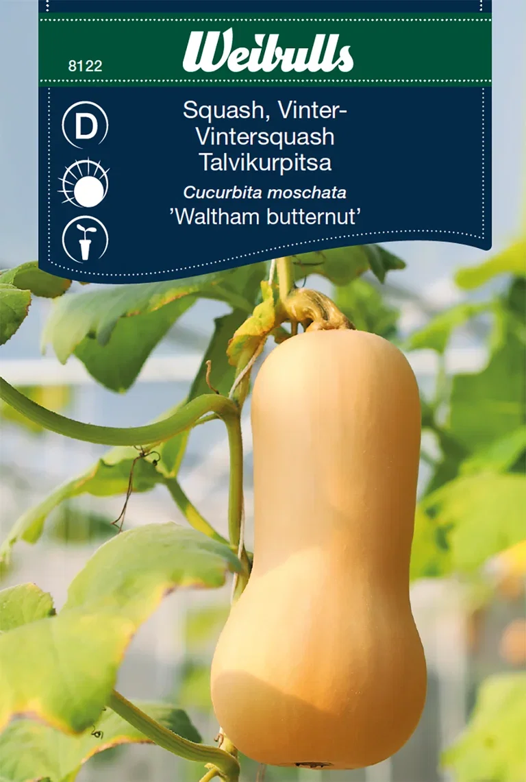 Cucurbita moschata