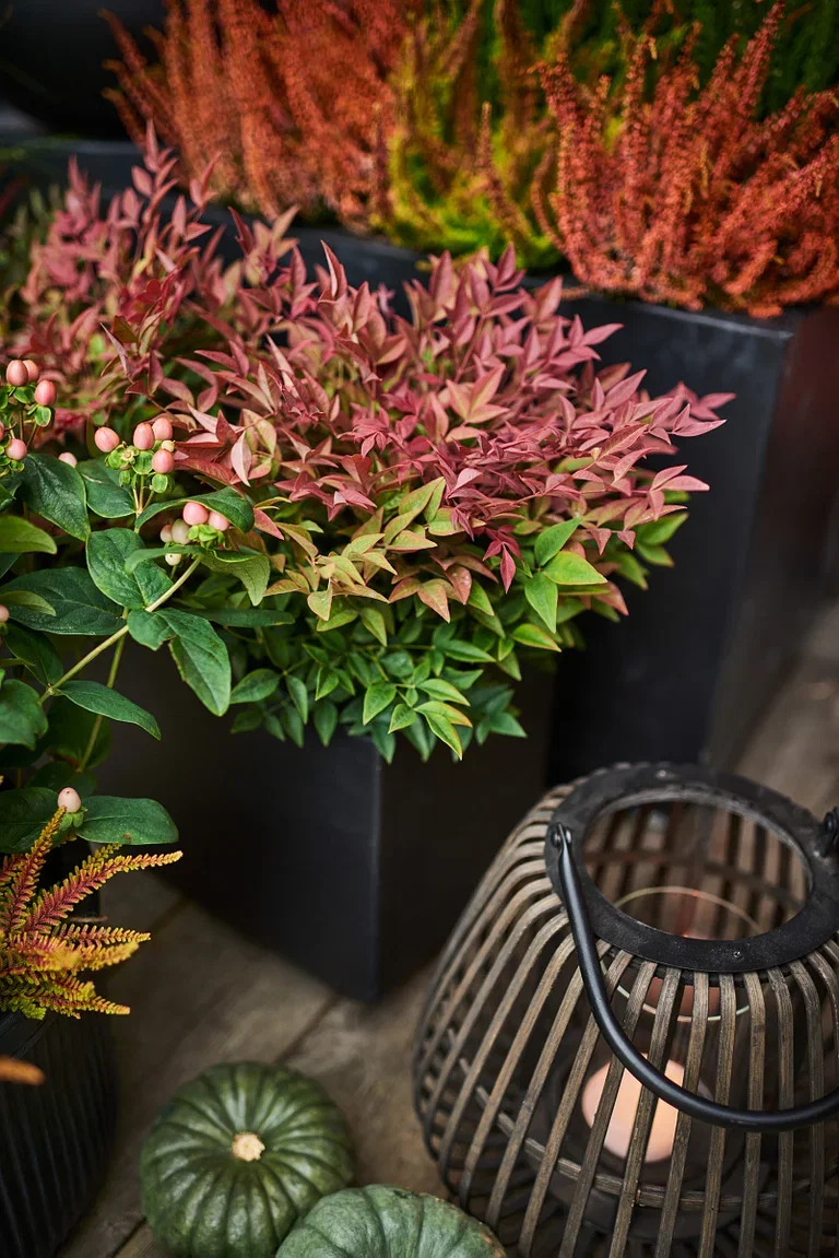 Nandina OBSESSED