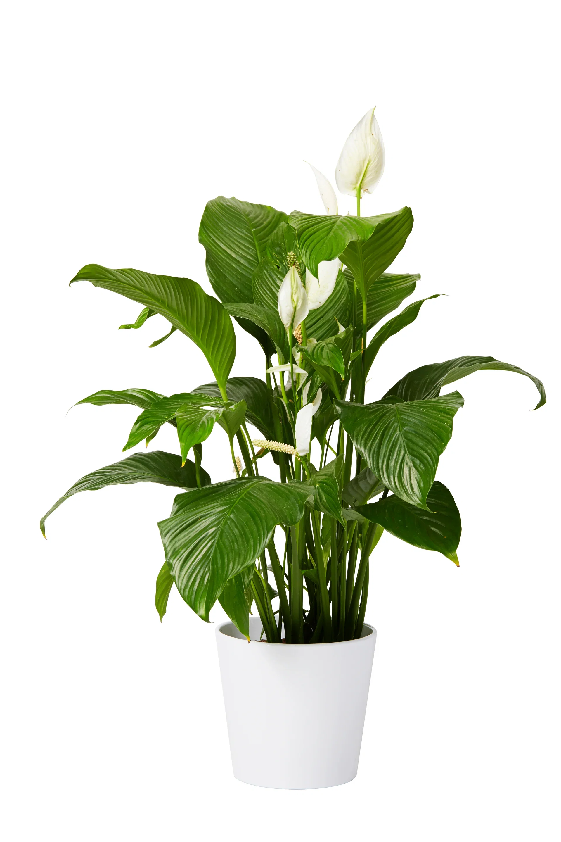 Harmoni pot D28,5 white