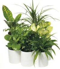 Harmoni pot D28,5 white