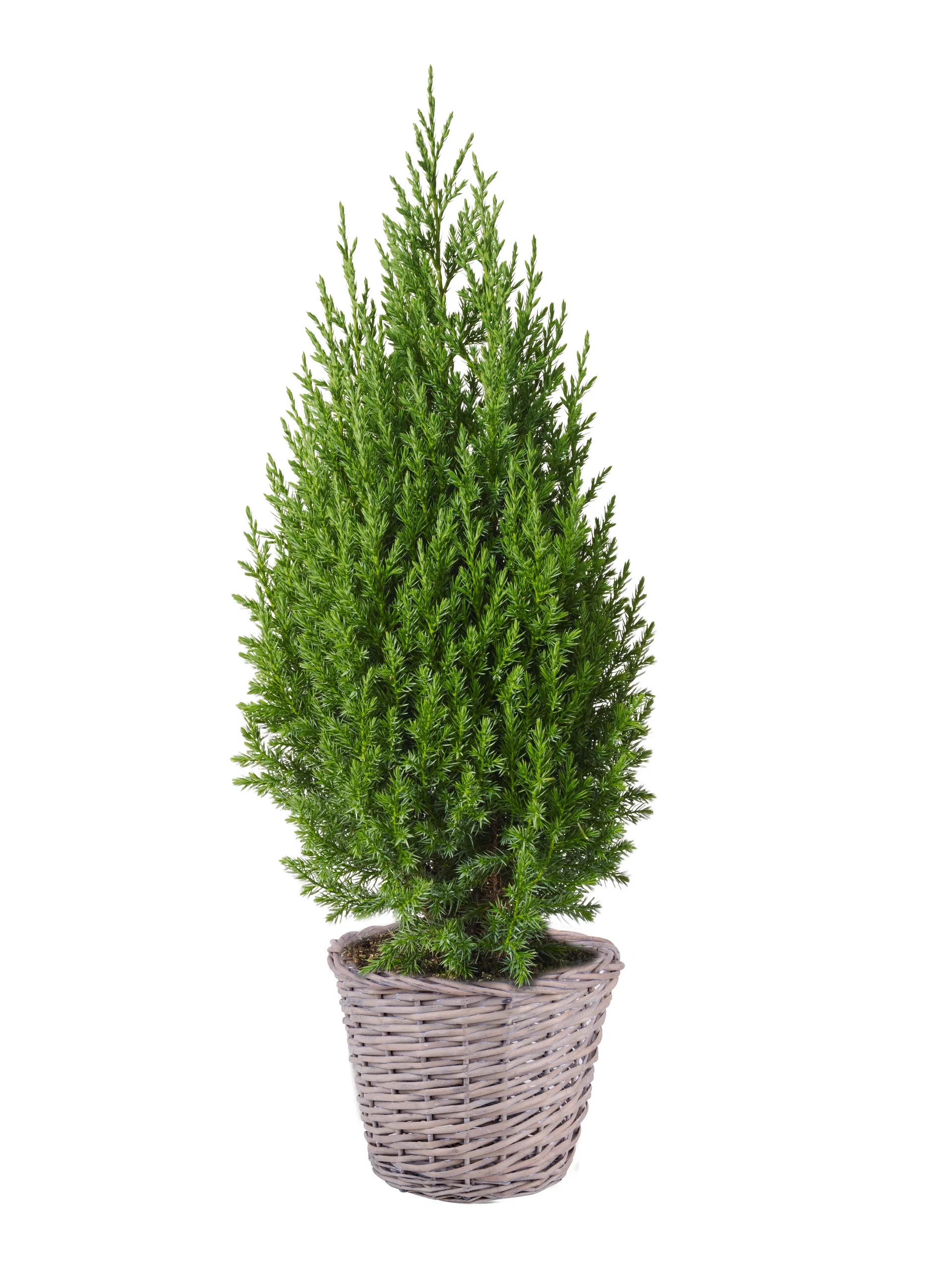 Edith basket D23 willow