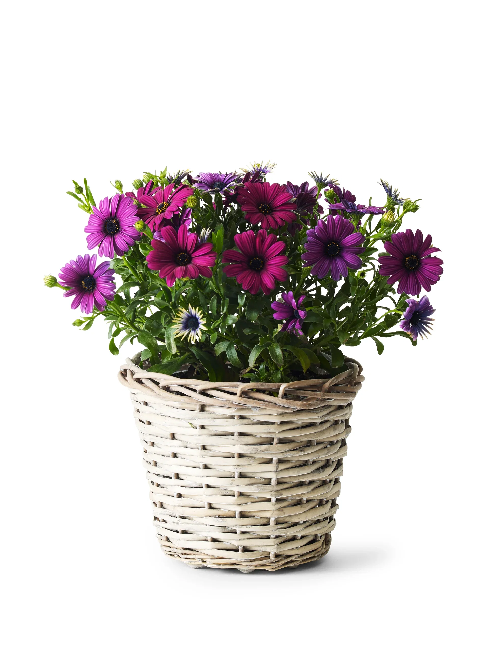 Edith basket D23 willow