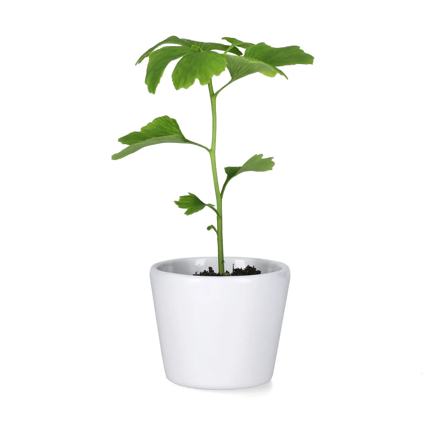 Harmoni mini pot D8 white