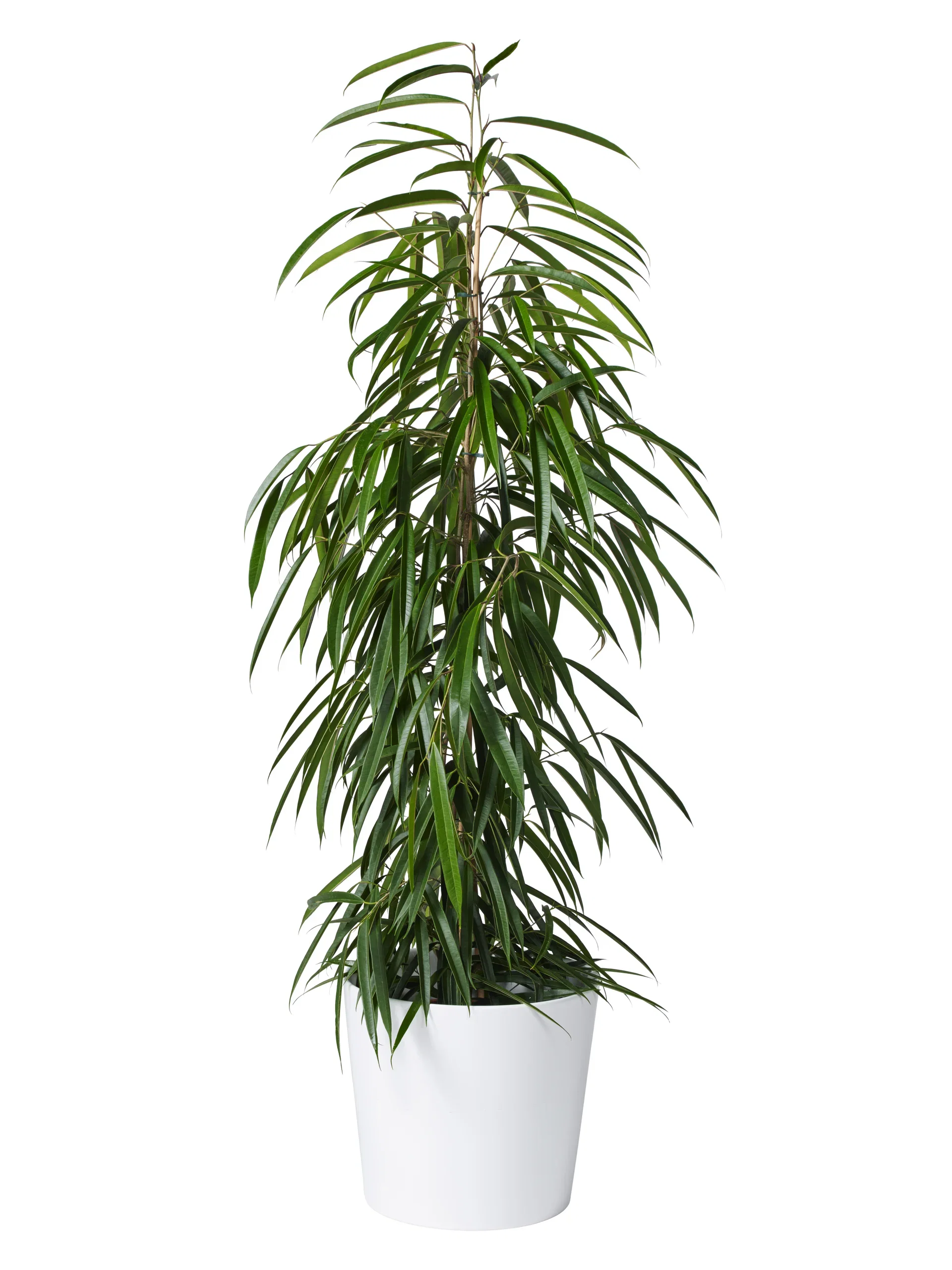 Harmoni pot D31 white