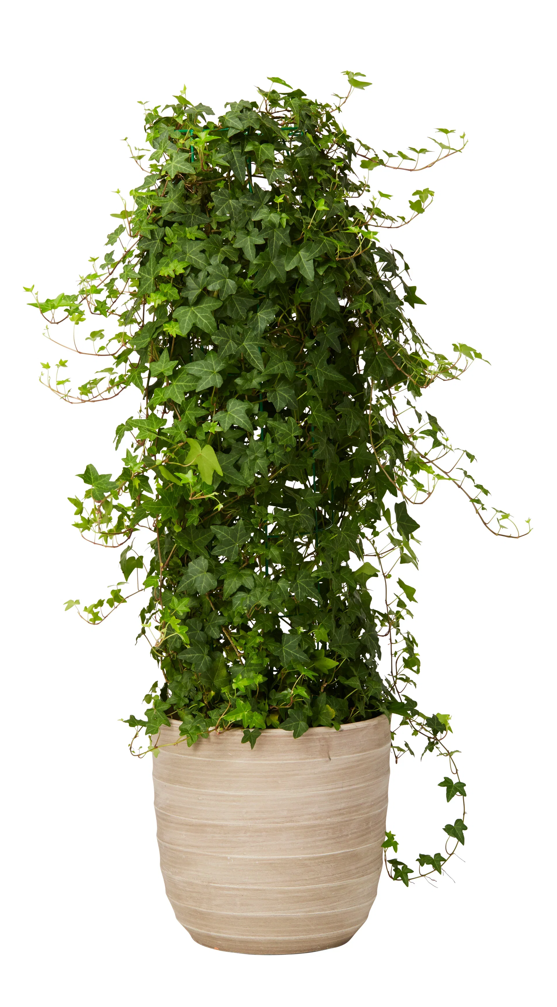 Lucas pot D31,5 grey
