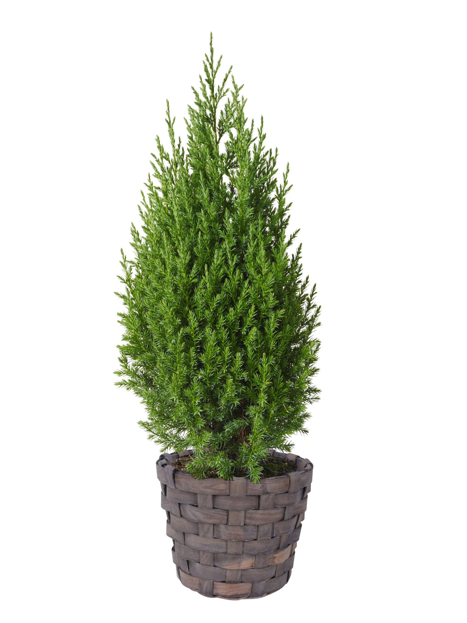 Basket wood D26 H21 grey