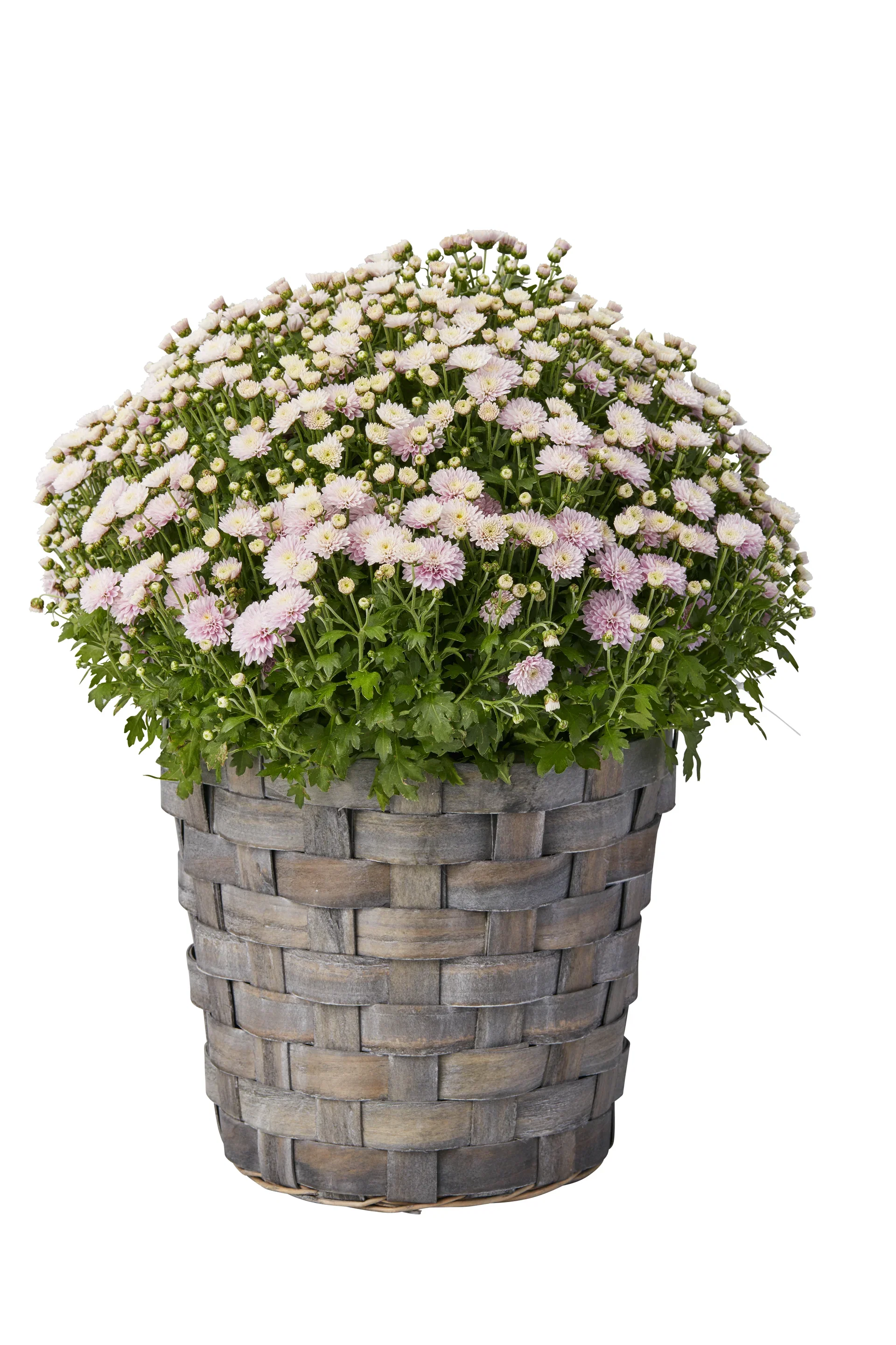 Basket wood D31 H28 grey