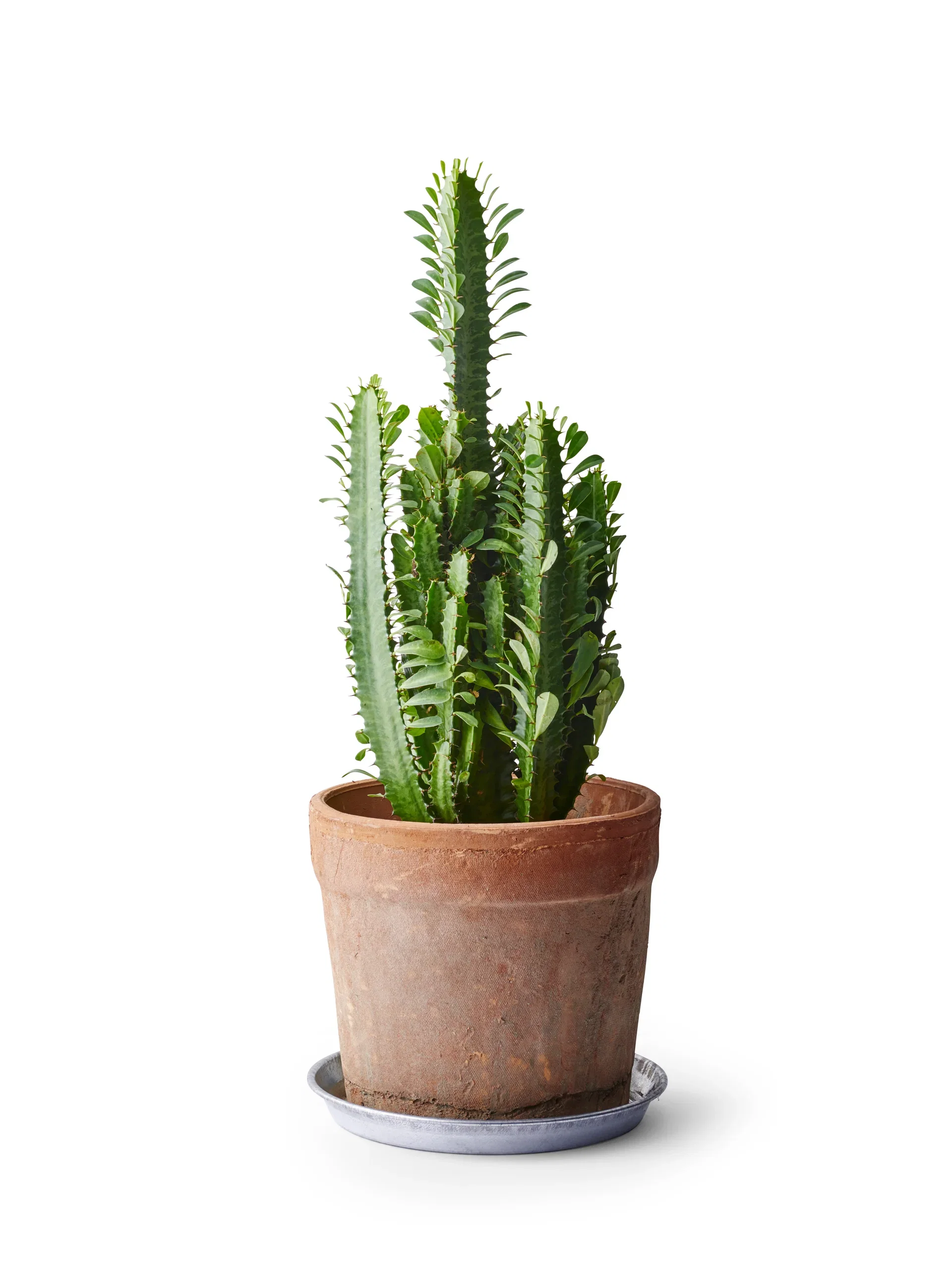 Vintage pot D25 terracotta