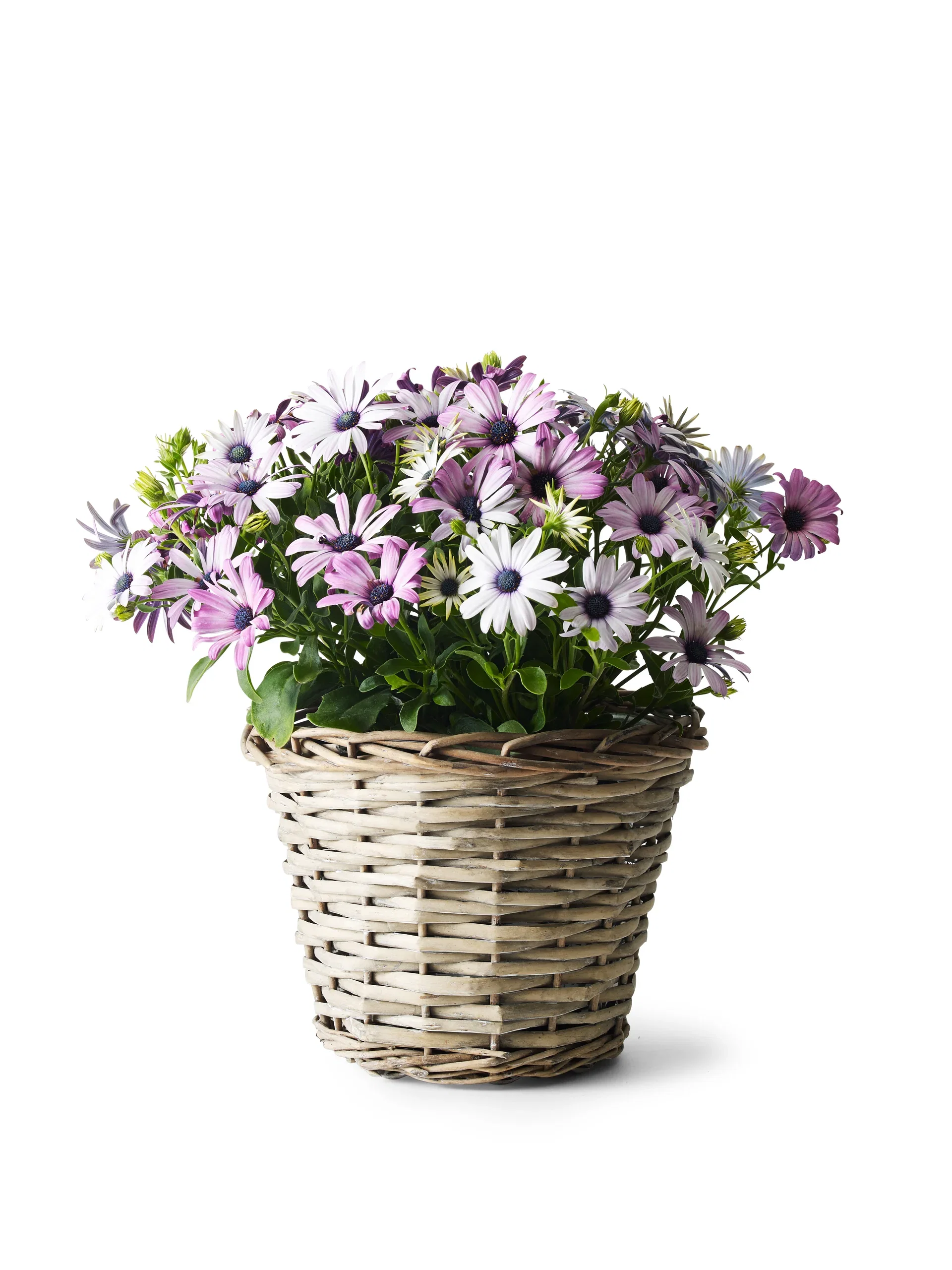 Edith basket D18 grey