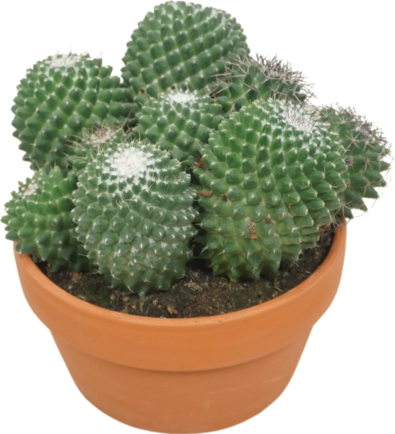 Cactus Ball mix 17 cm