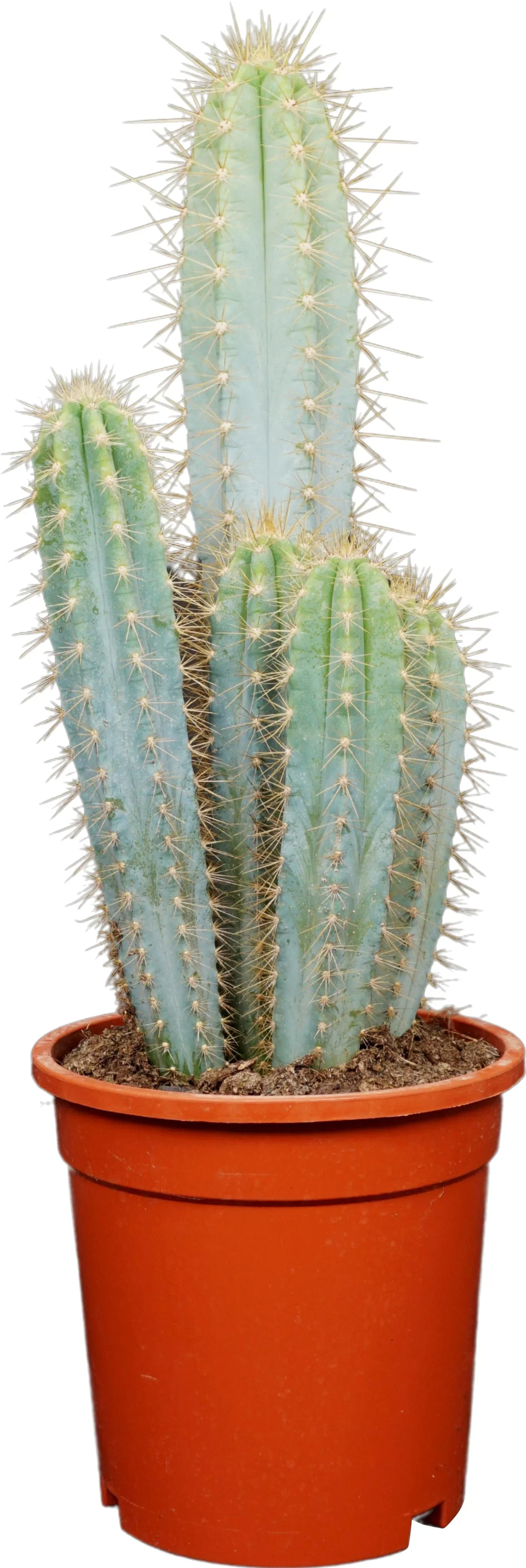 Cactus Upgoing mix 17 cm